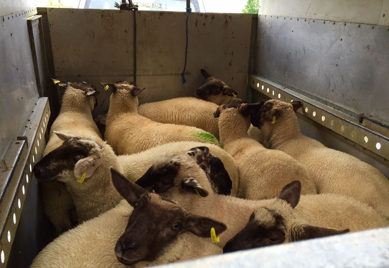 Sheep quotes down 50c/kg, sheep farmers angry - ICSA