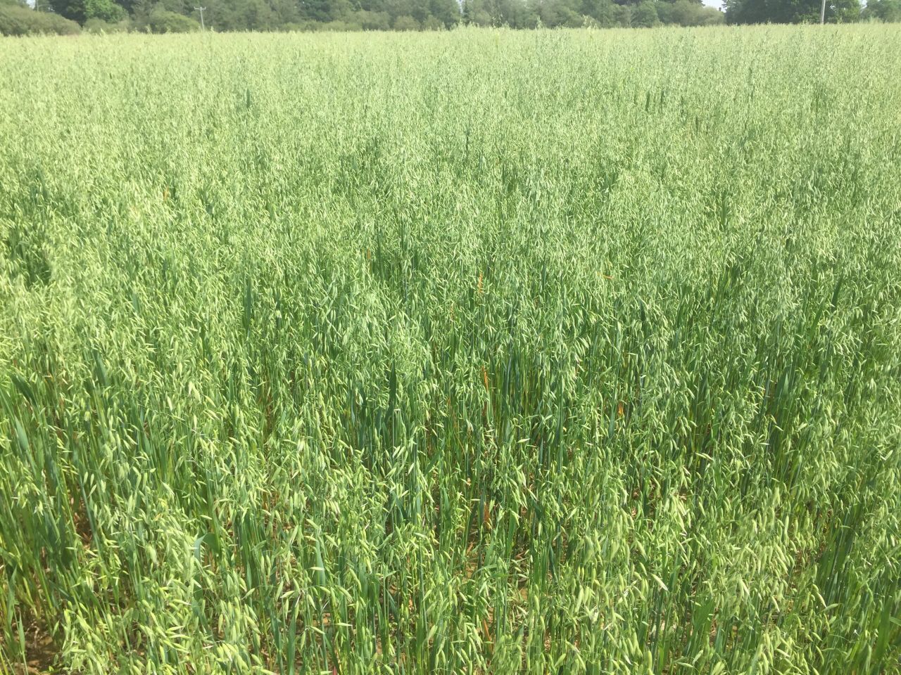 Grazing winter oats – a US perspective