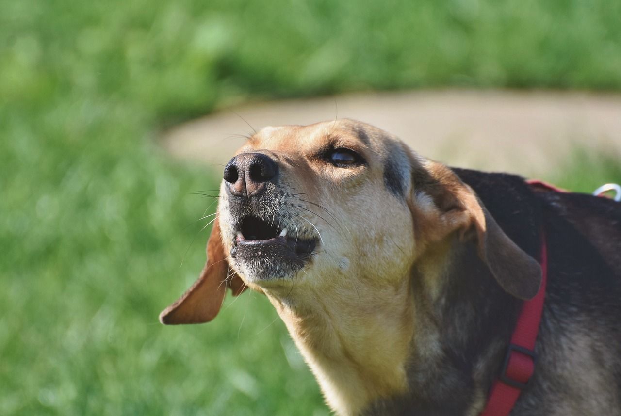 Nearly €100,000 allocated to Cork County Council for dog control