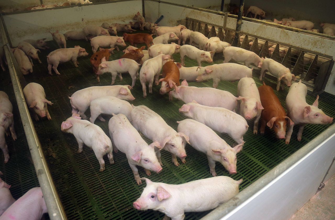'Reopening of storage scheme for pigmeat critical for EU market'