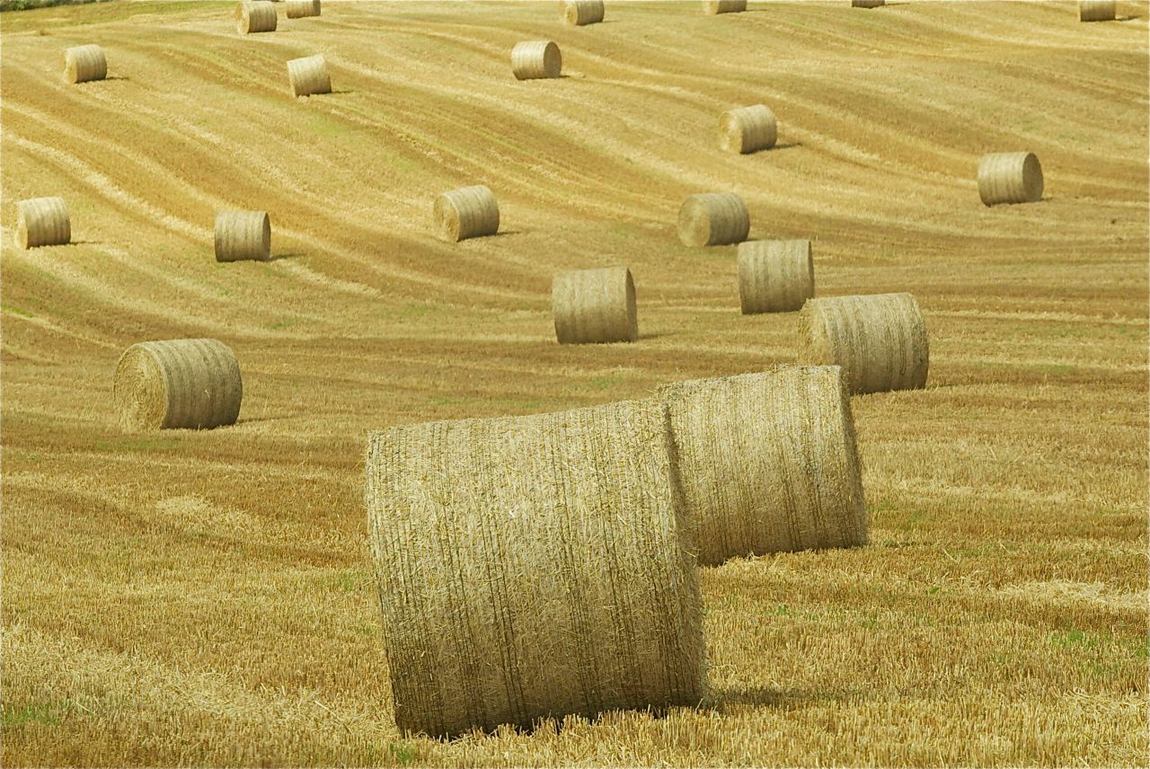 Straw prices steady: €35-40/bale quoted in the west of Ireland