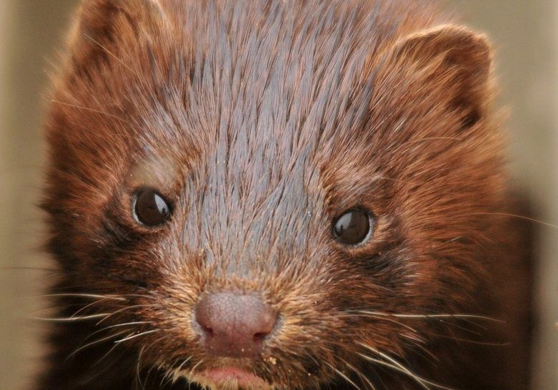 'Fur farming will continue under licence and subject to official control' - Minister