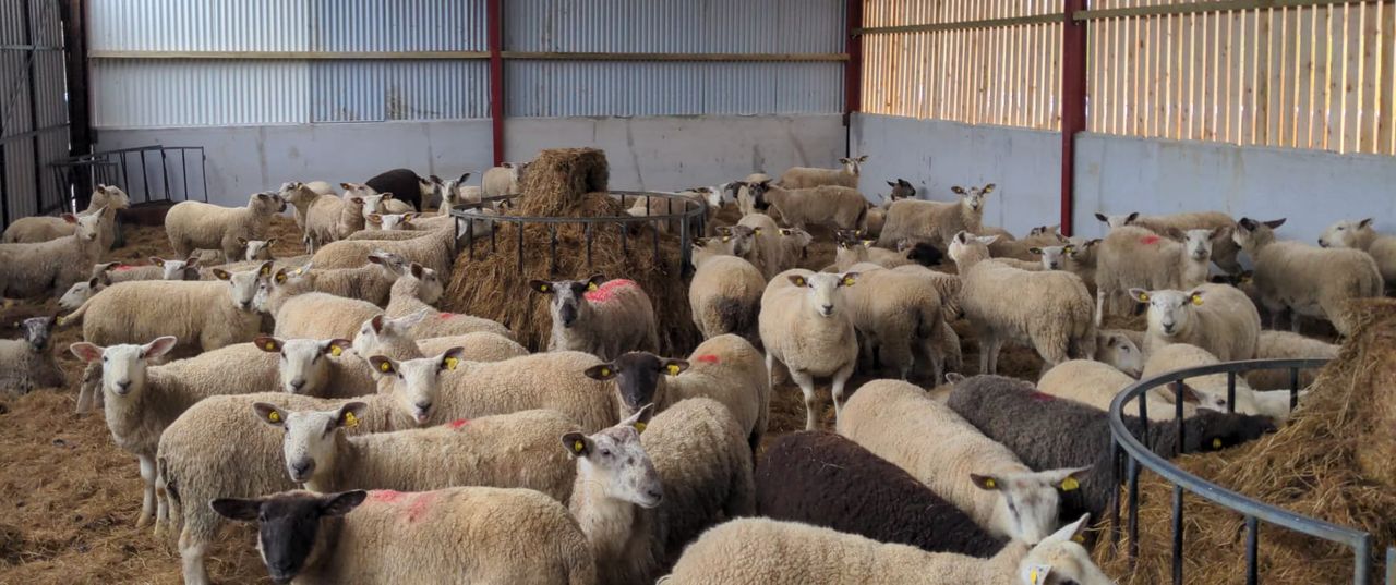 38 sheep reported stolen in Co. Monaghan