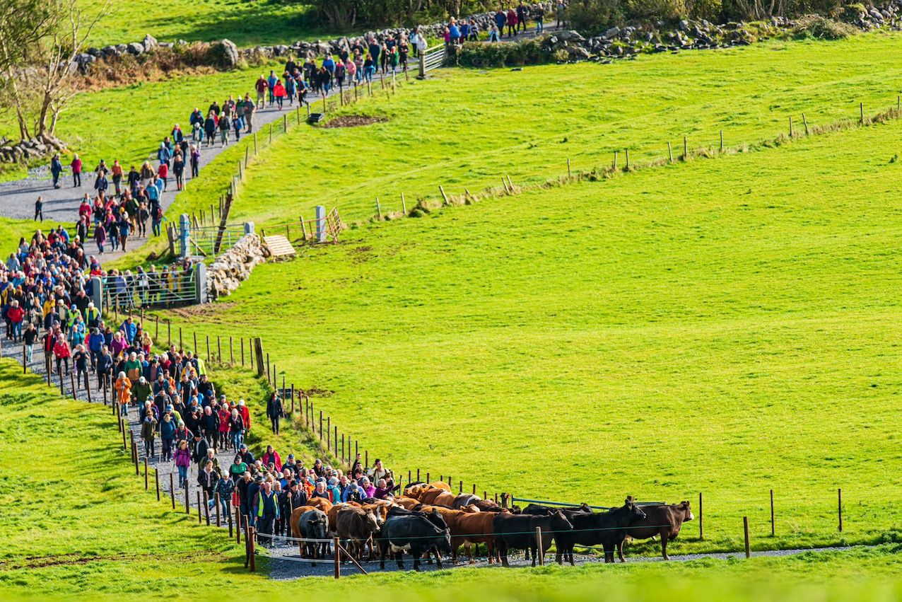 Winterage cattle drive