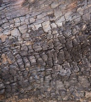 Second hedgerow ash dieback case confirmed