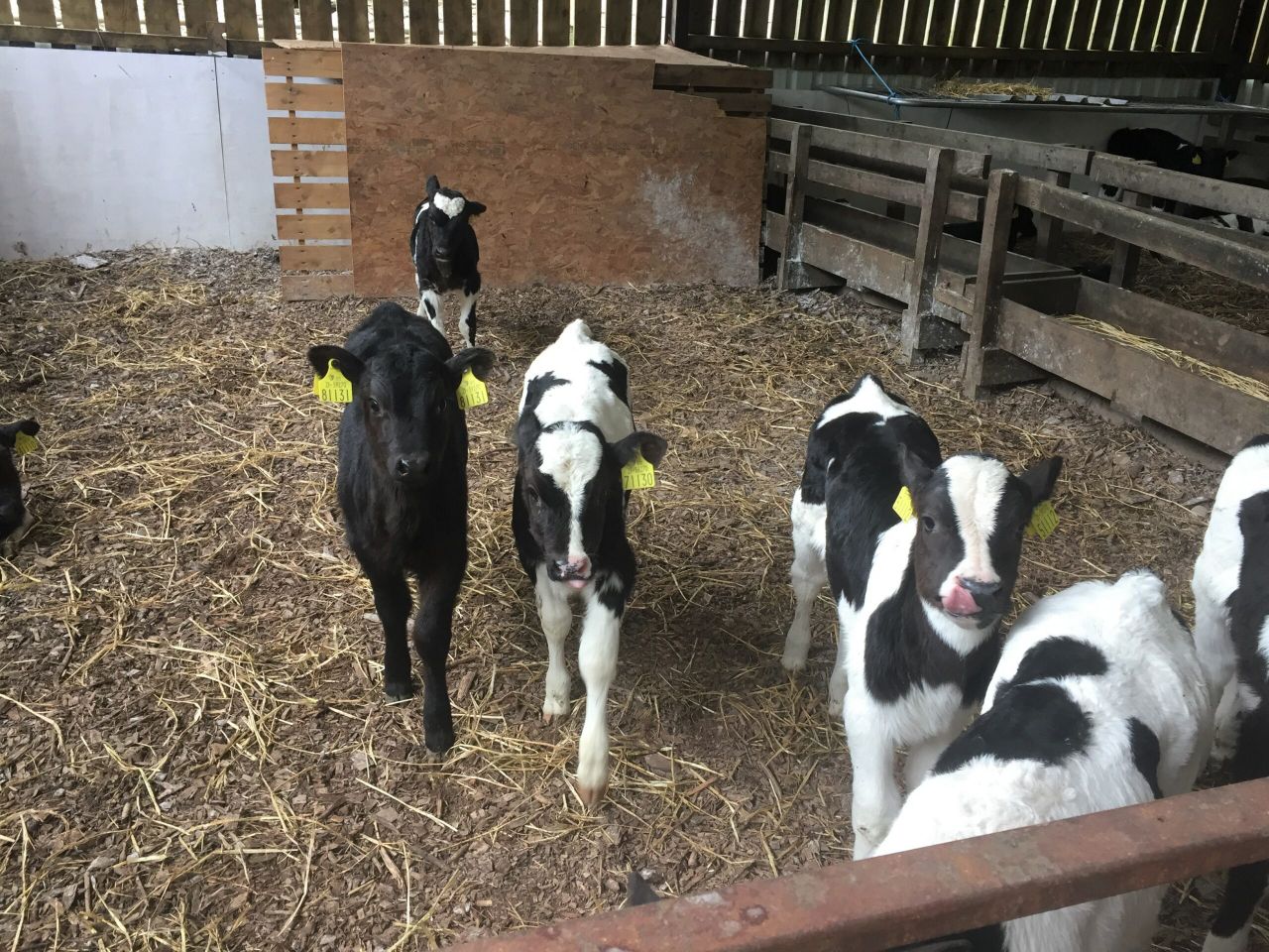 'Animal welfare comes first' - says department in lairage row
