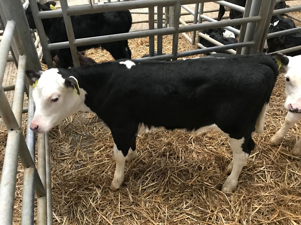 Calf trade: Prices for Hereford and Angus crosses holding firm
