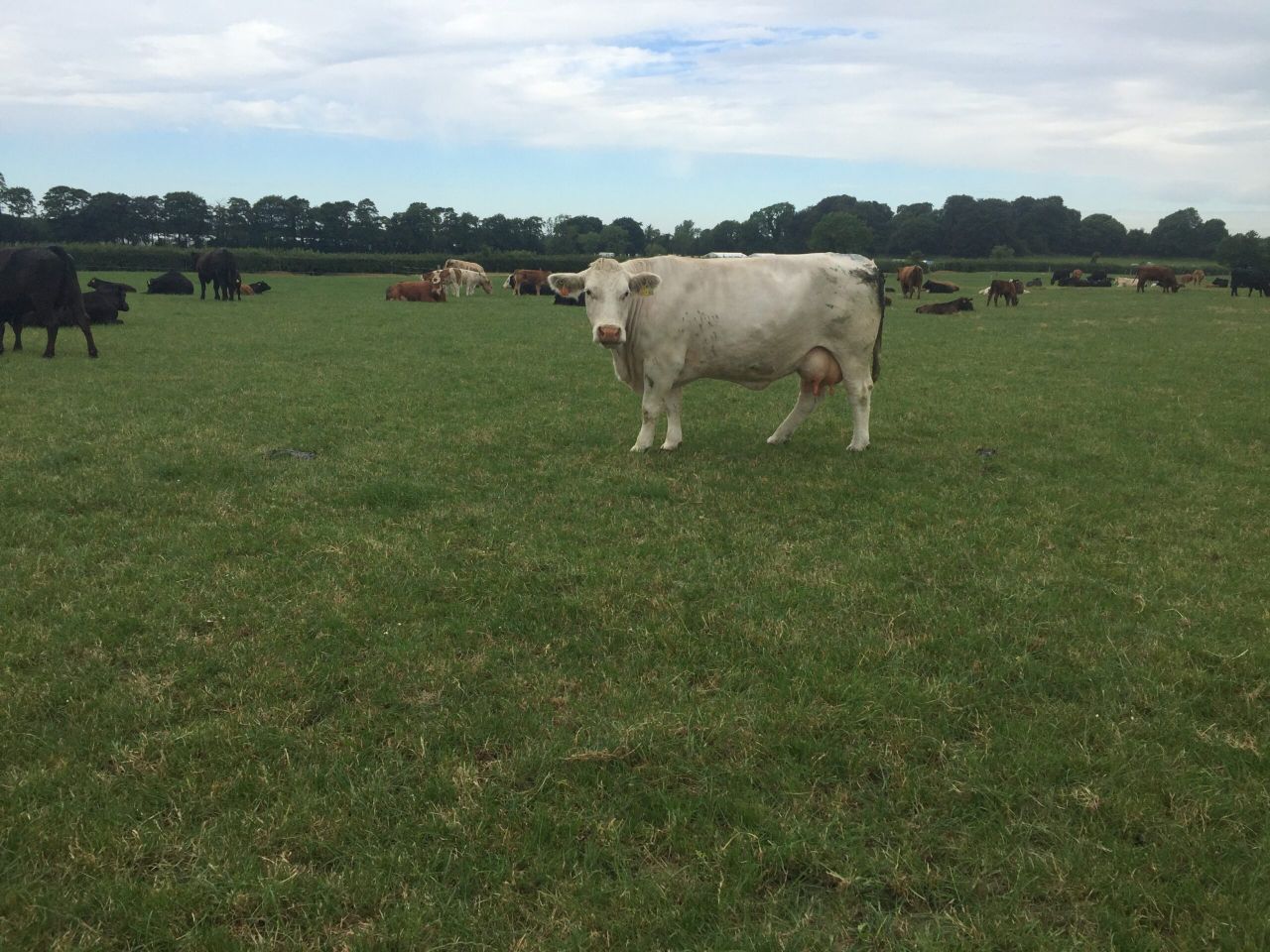 BEEF 2018: €300/cow net margin difference between average and high-performing herds