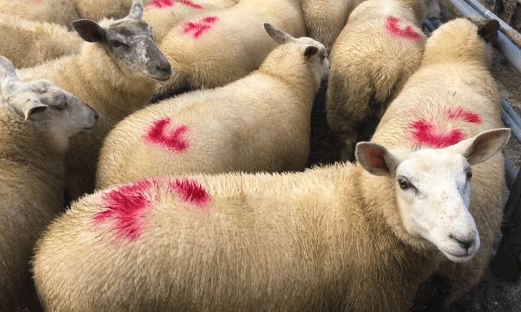 Sheep trade: Tighter supplies see lamb prices pressing €5/kg