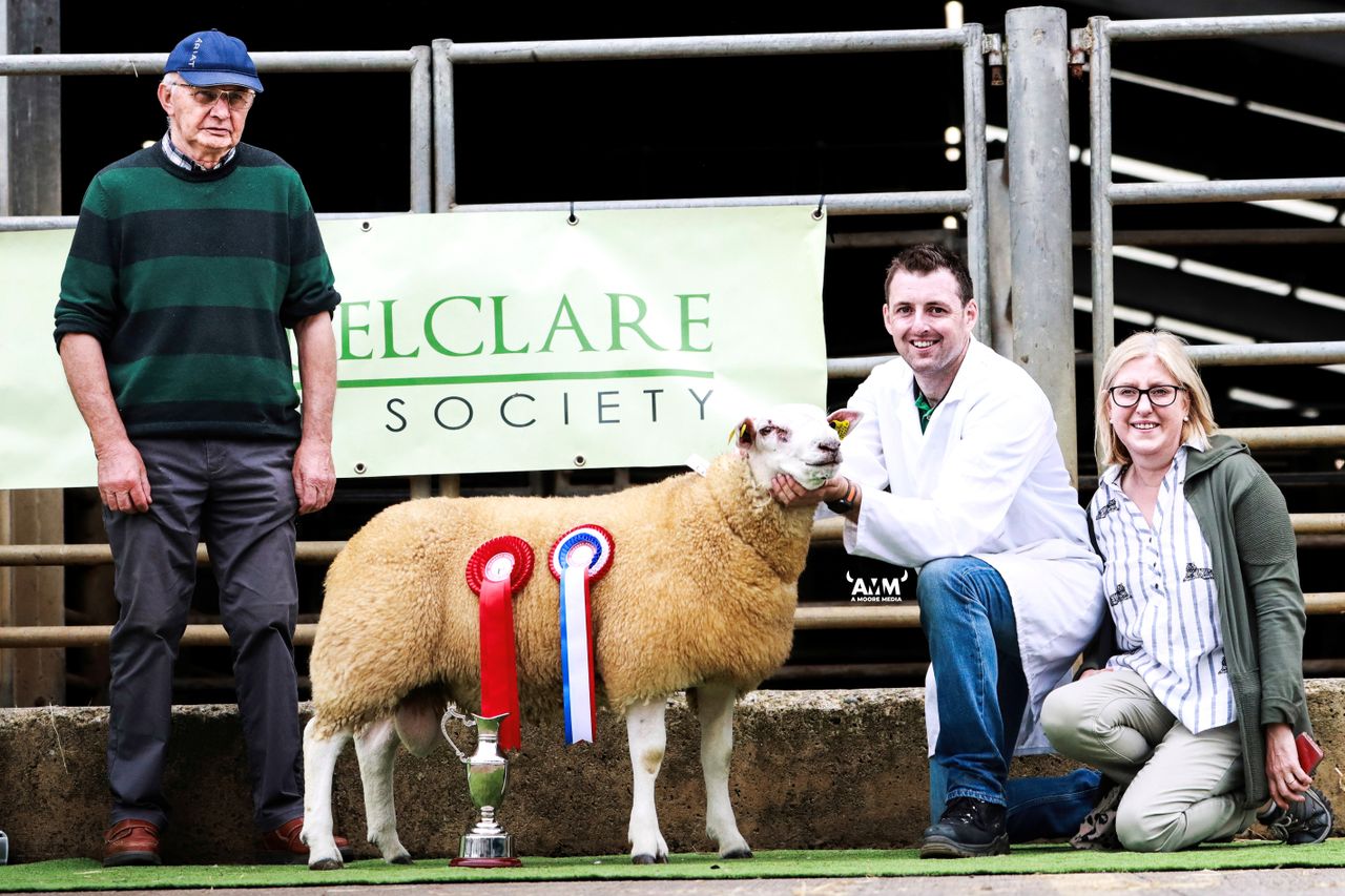 Belclare Sheep Society premier sale sees top price of €2,400