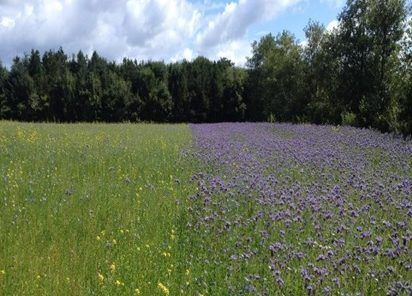 Deadline for sowing of wild bird cover for GLAS extended to mid-June