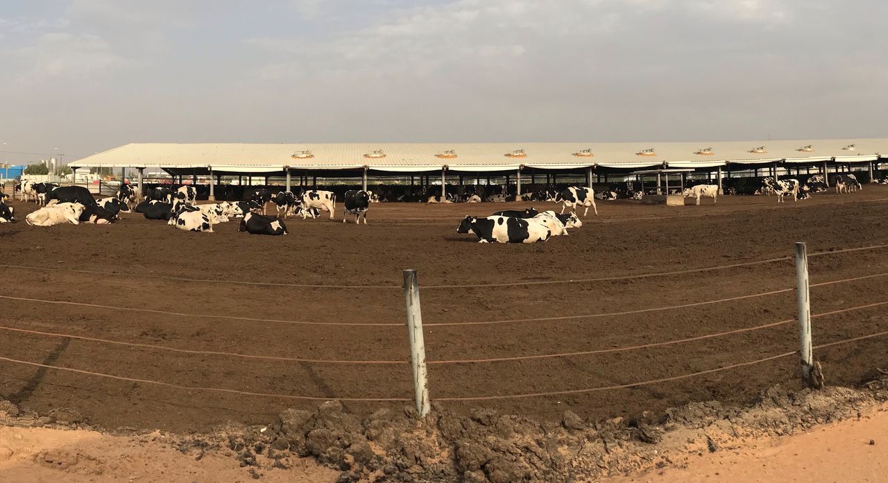 Views of a visitor: Dairying in Dubai, UAE