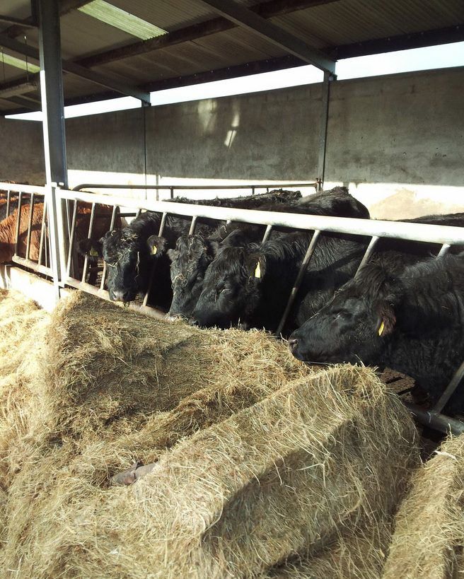 'Up to 80,000 more finished cattle to be available in 2016'