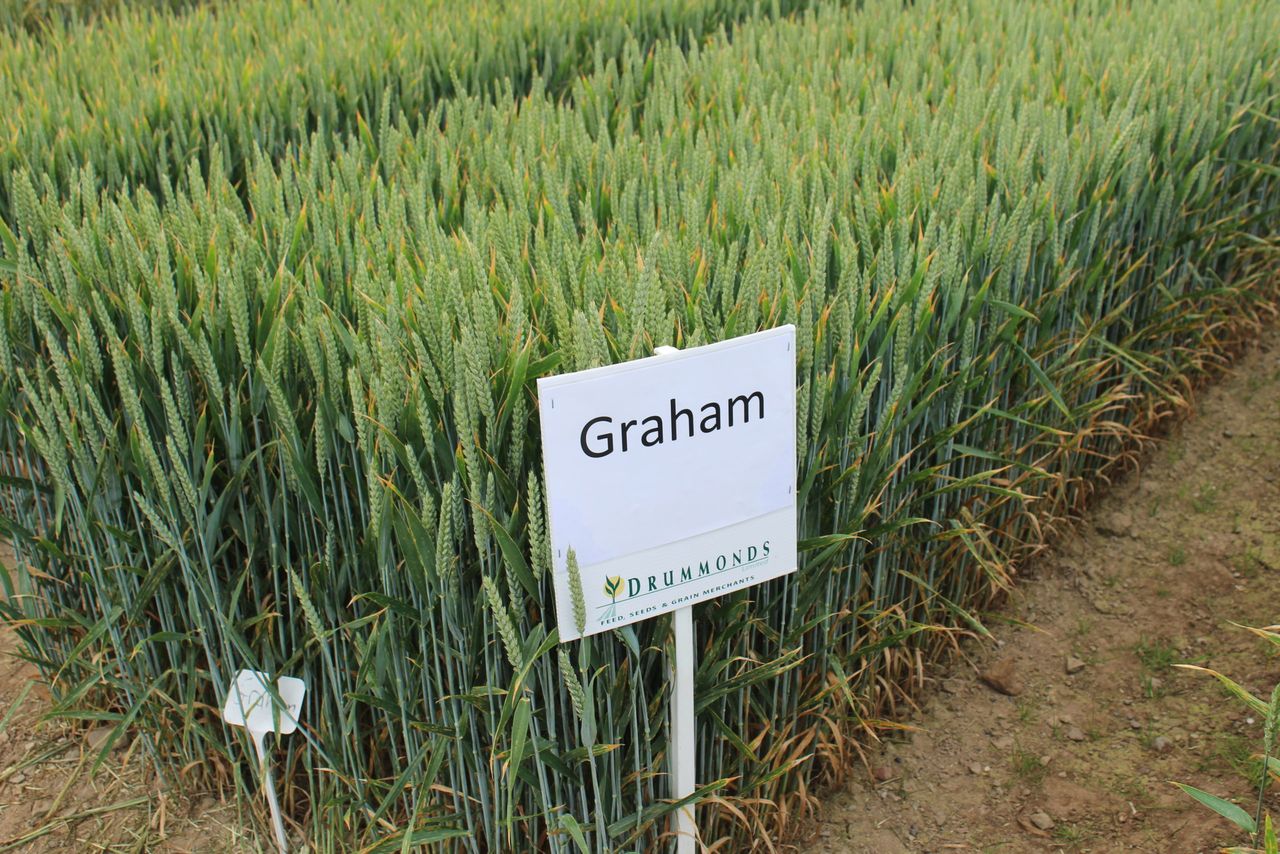 Opinion: So many tillage varieties - but which to choose?