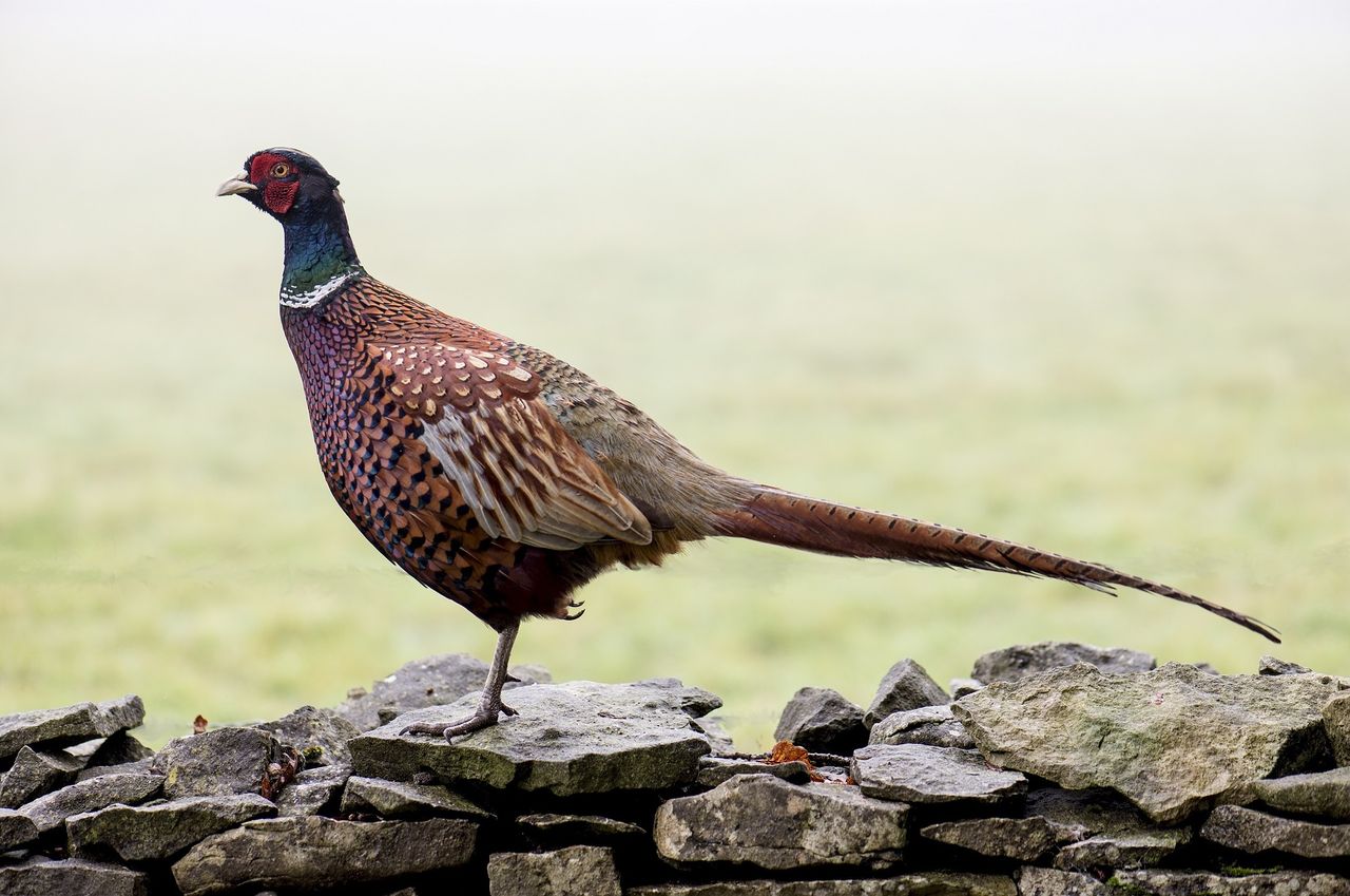 Government asked to 'use common sense for once' and allow pheasant shooting