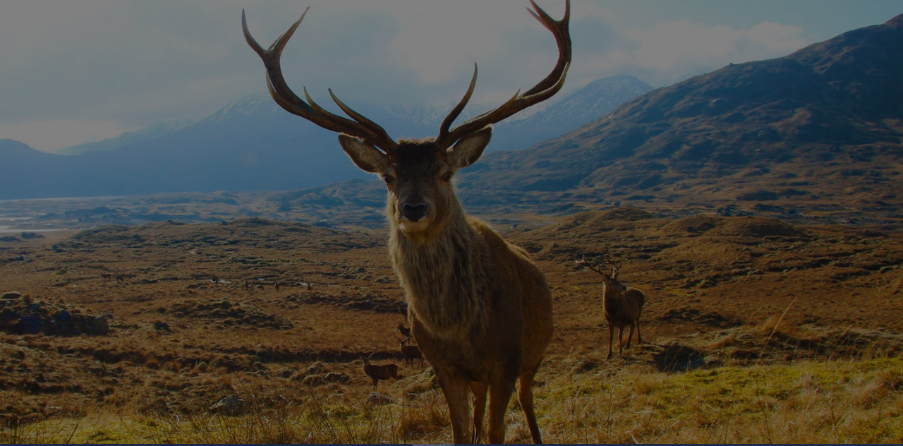 Deputy Cahill renews his call for deer cull after road accident