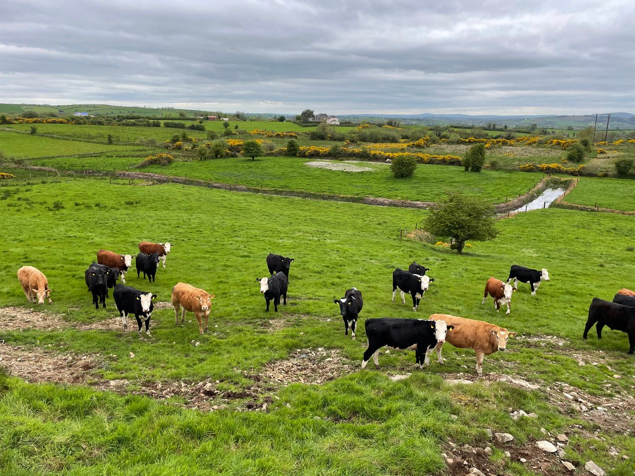 Factory quotes: Beef price steady at most sites this week