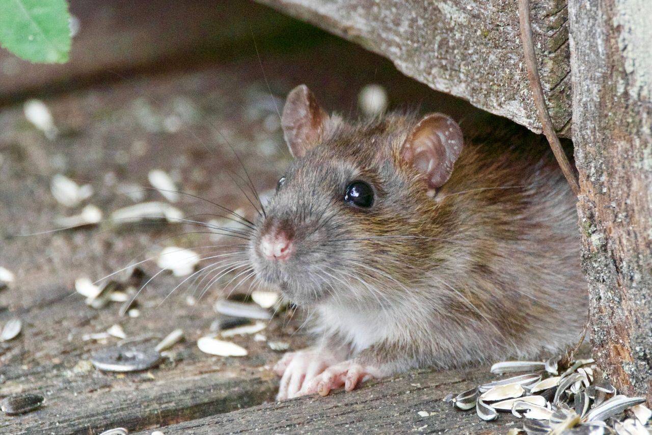 Australian farmers warned of potential mouse 'plague'
