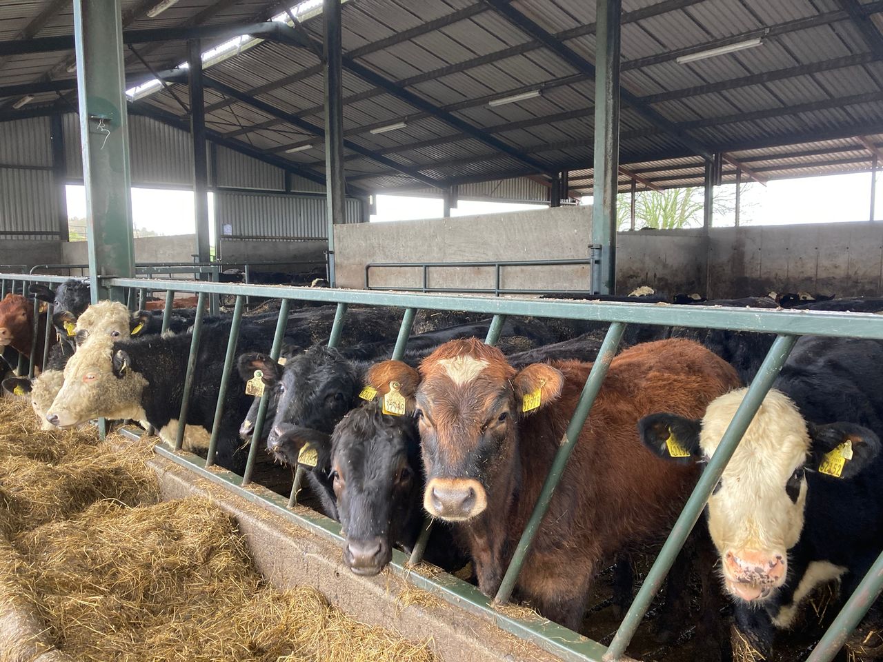 ABP Demo Farm: Cutting meal bills while boosting cattle thrive