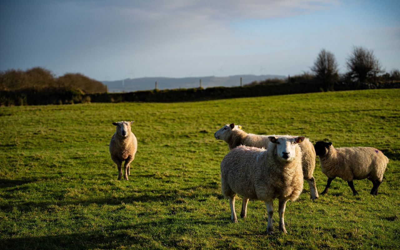 Met Éireann: Mainly dry this week with some showers