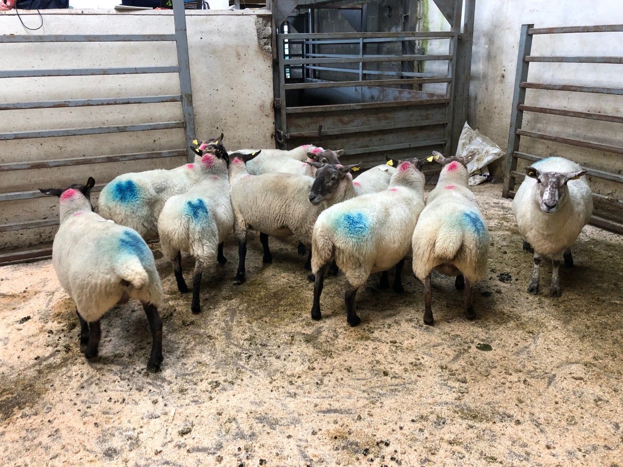 Sheep marts: Poor weather conditions affect the number of sheep on offer at marts
