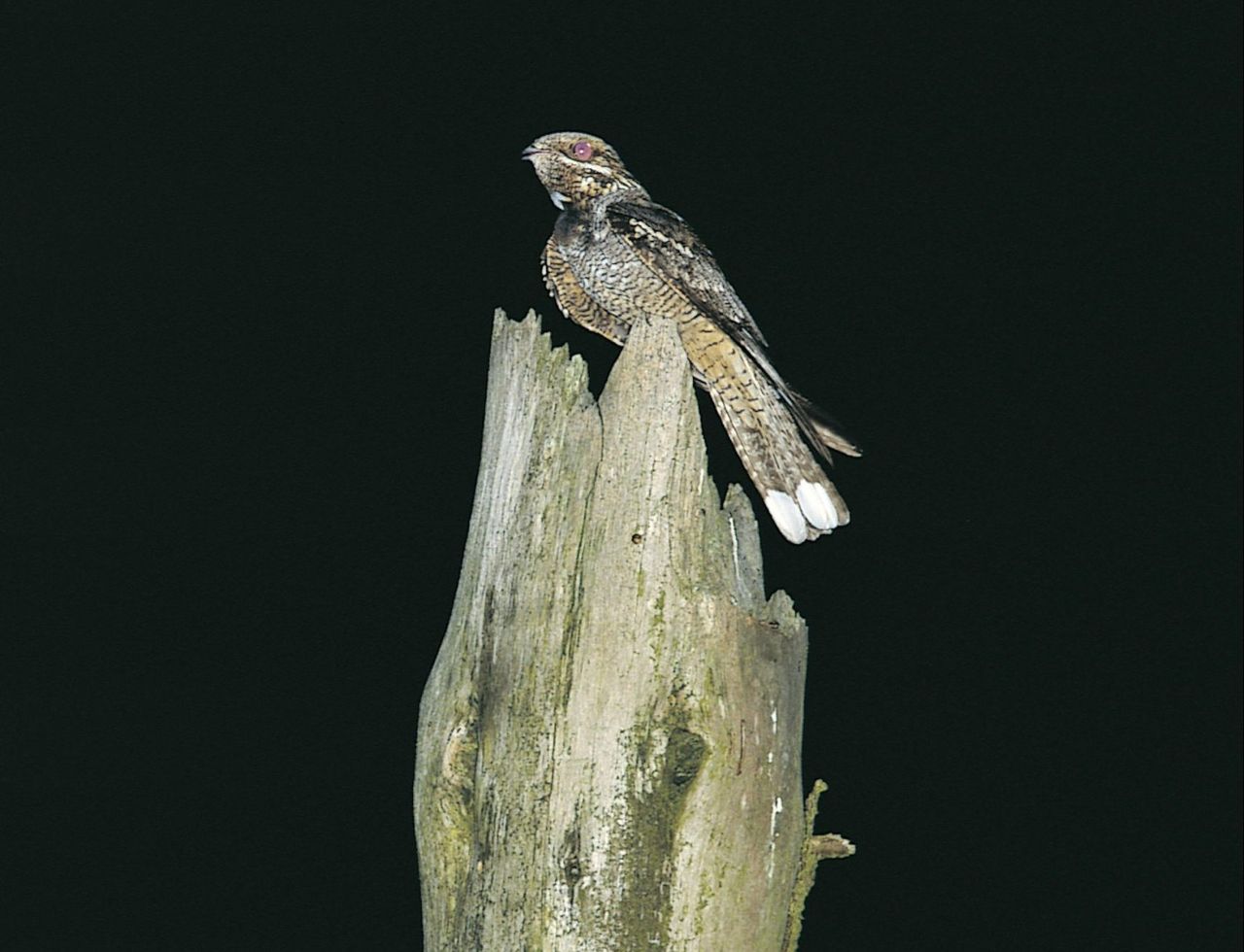 Nightjar confirmed to be breeding in Wexford
