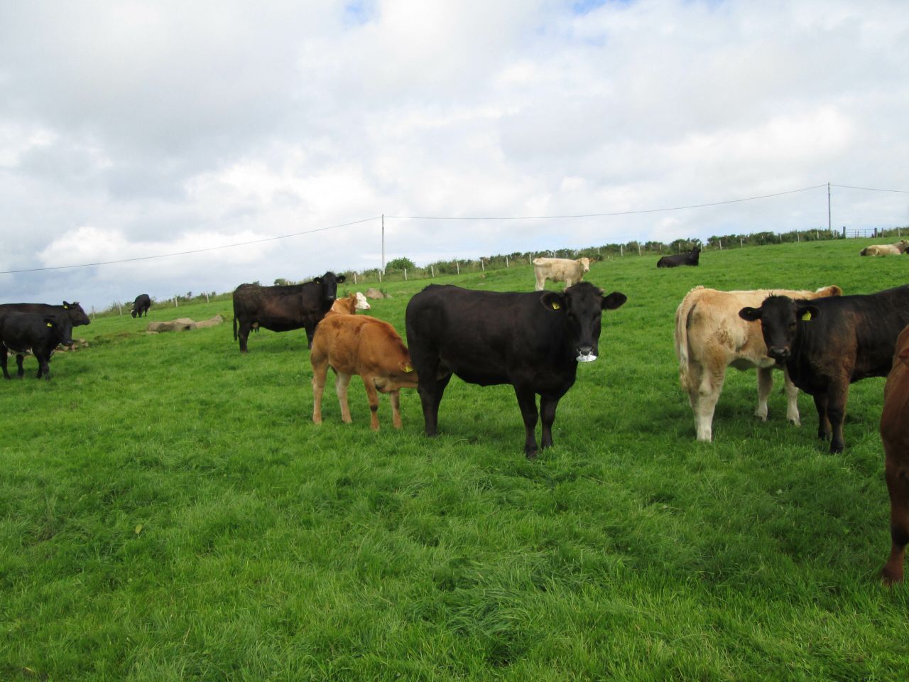 Cattle marts: Deteriorating weather fails to dampen mart trade
