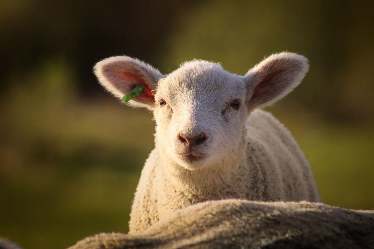 DAFM: Year 3 of Sheep Improvement Scheme now open