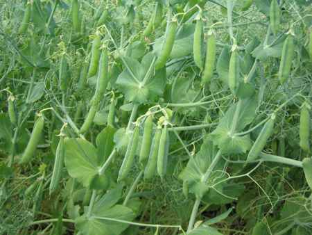 Scientists using x-rays to improve fertiliser uptake