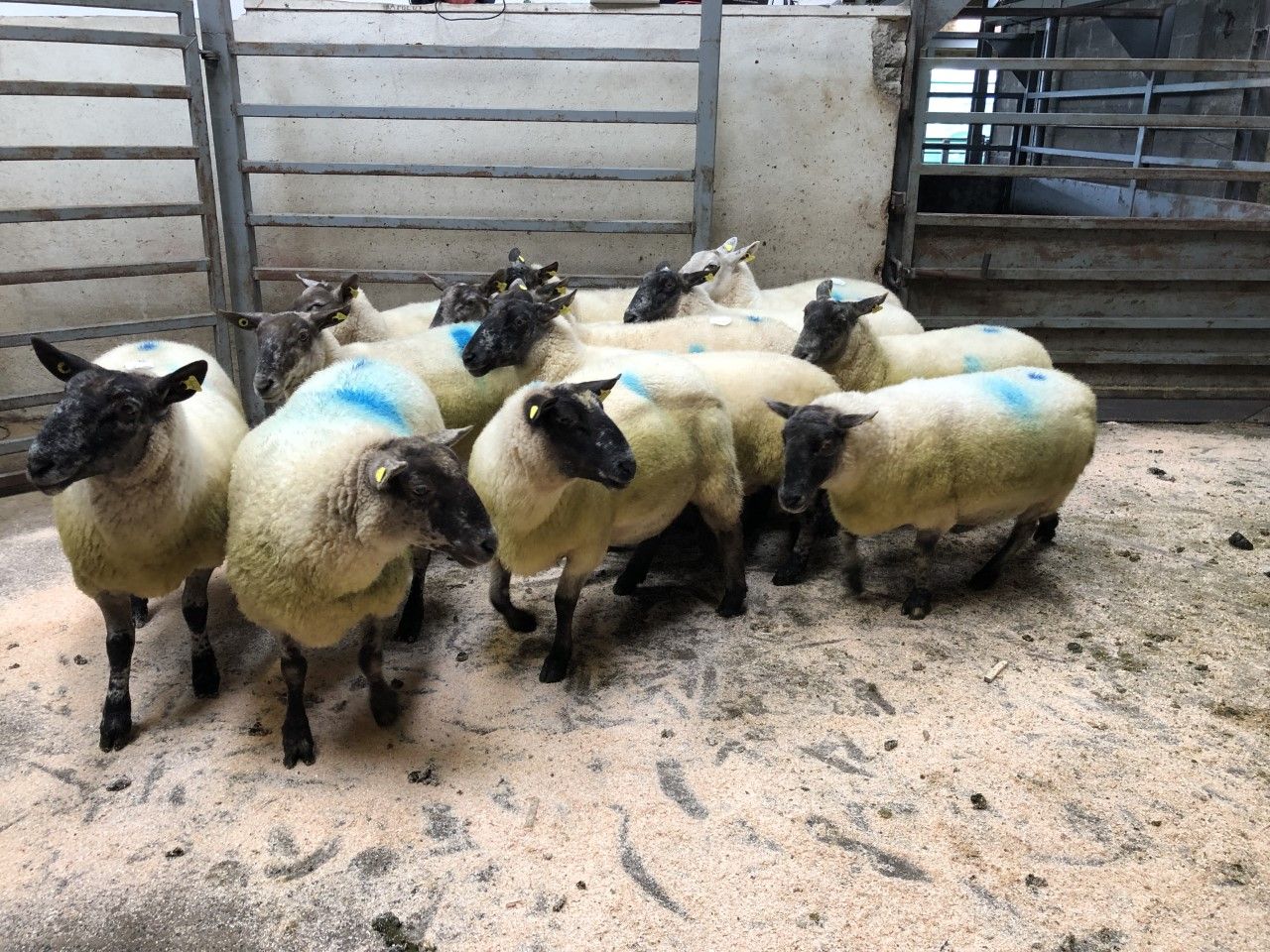 Breeding sales get off to a flyer