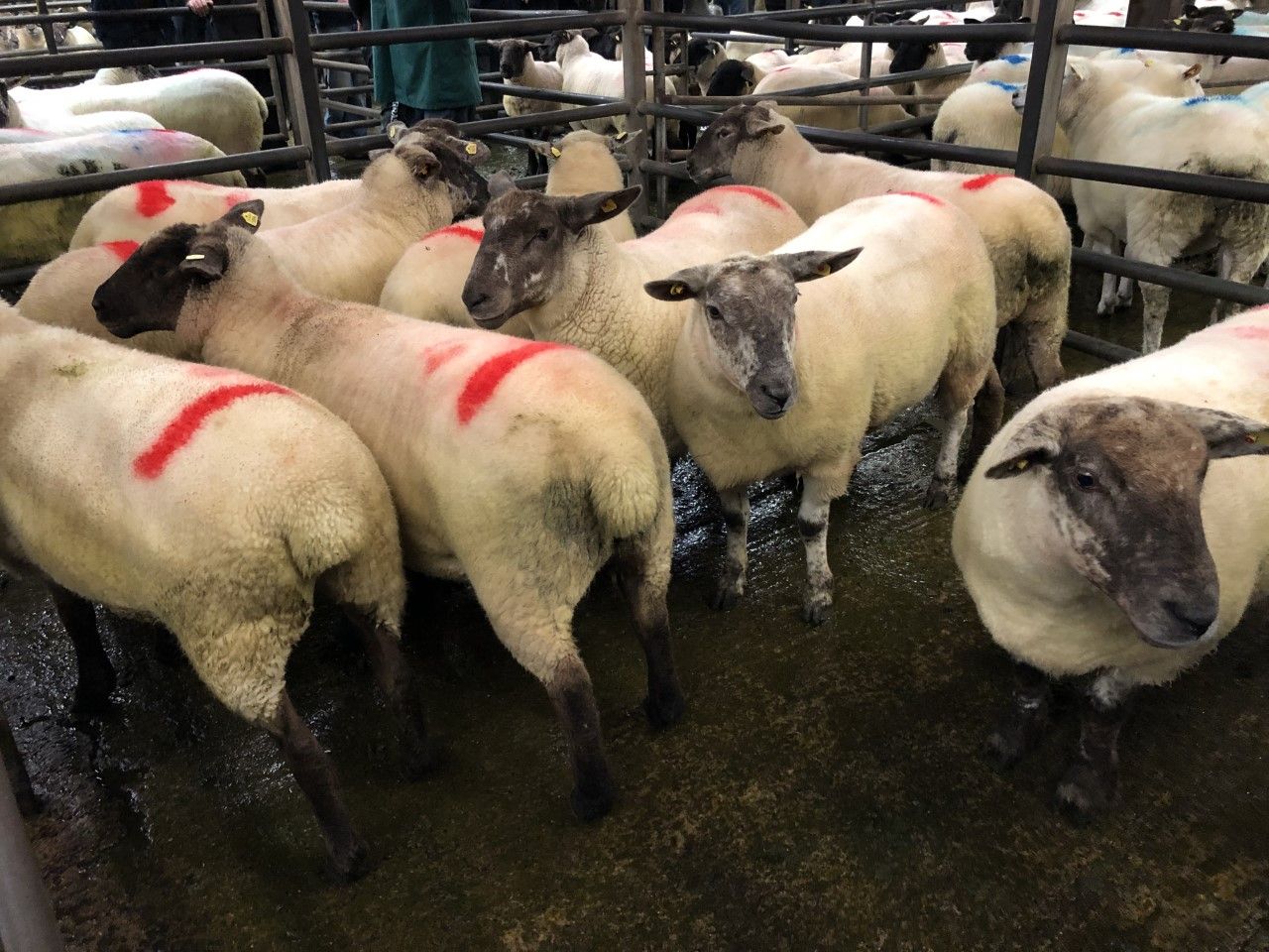 Breeding sales: Ewe lambs make up to €170/head at Donegal Mule Group sale
