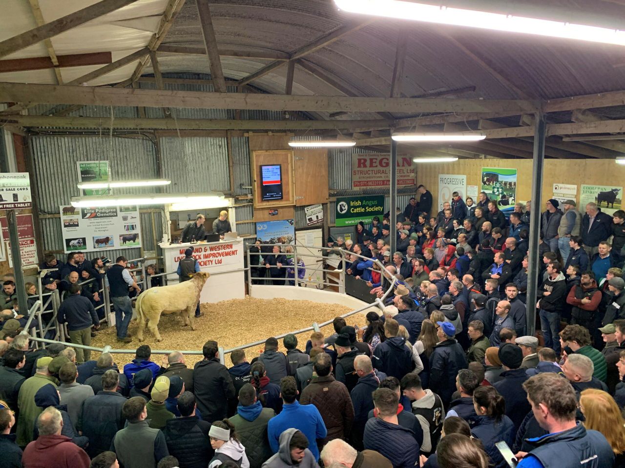 Video: Top price of €14,500 for weanling heifer at Carrick Winter Fair