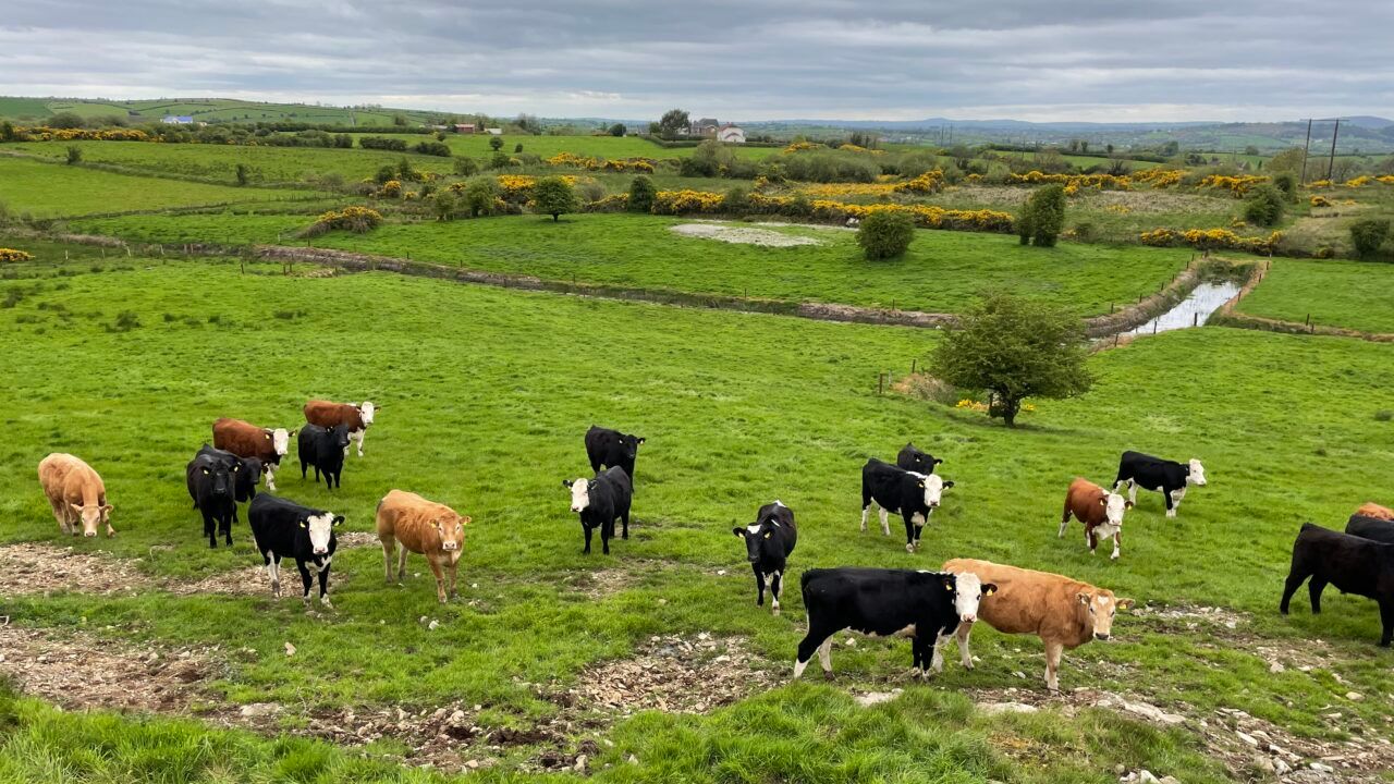 Rise in liver fluke cases seen in factory cattle this year