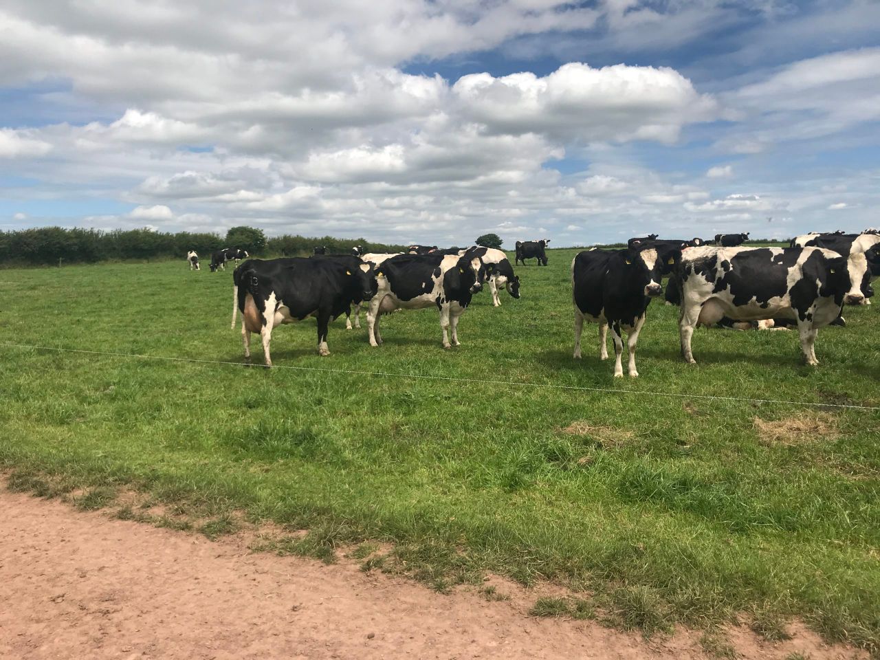 EDF: Grass-based dairy most efficient user of human eatable protein