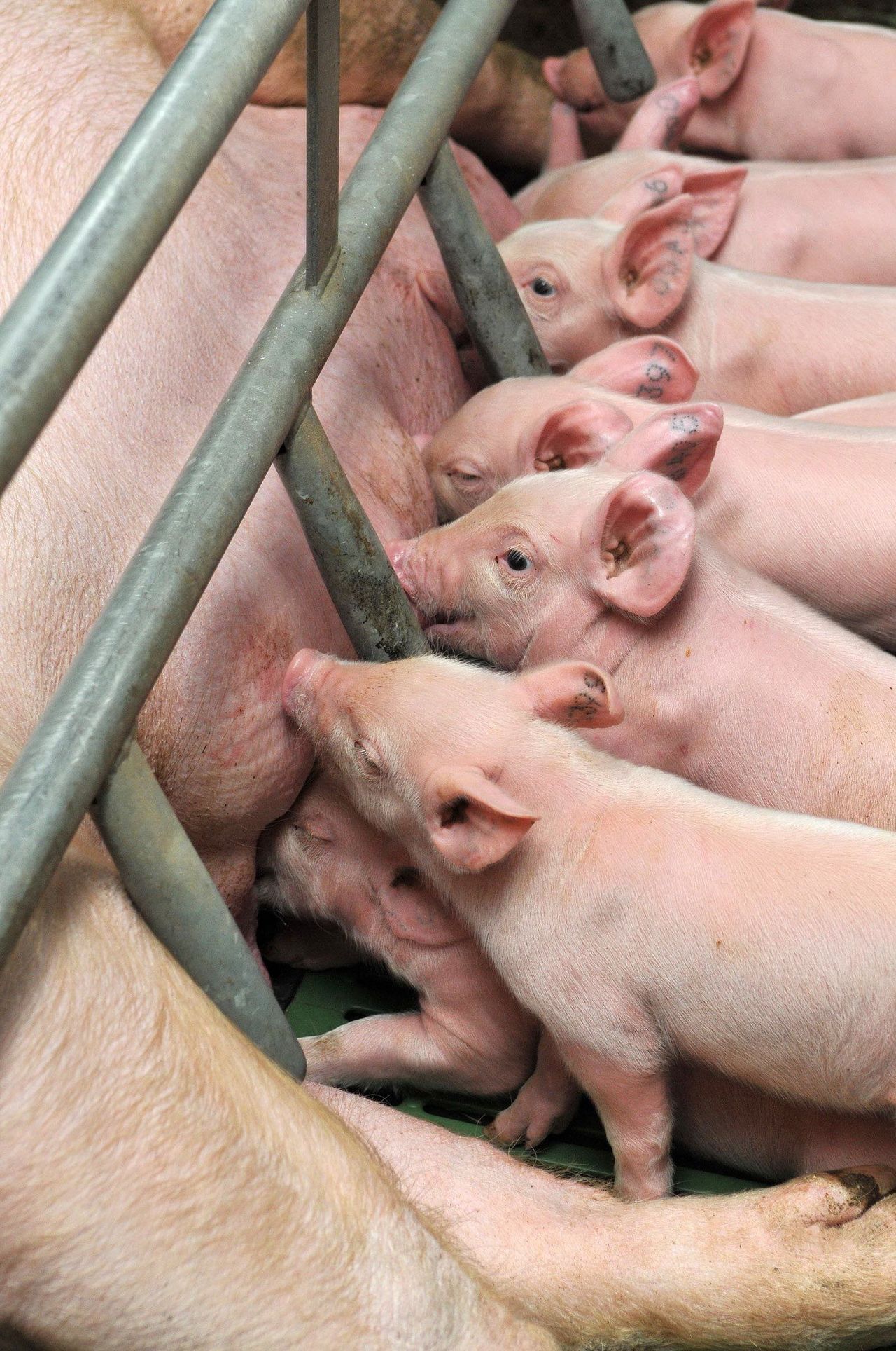 Important to 'grow our reputation' for animal welfare standards - Heydon