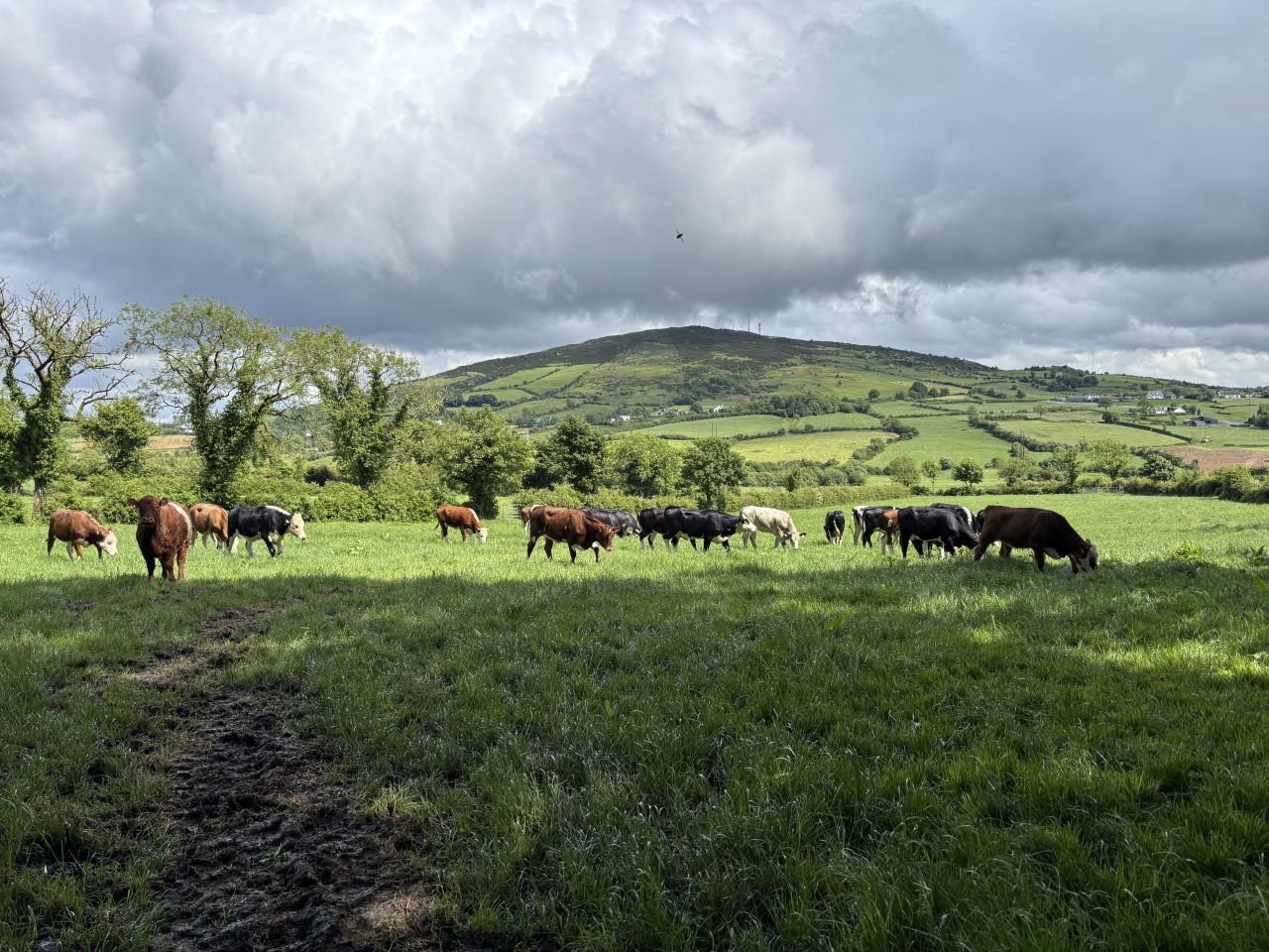 Factory quotes: Beef price offers down 80c/kg and more since January