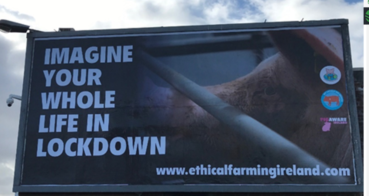 Ethical Farming Ireland launches new pig-awareness campaign