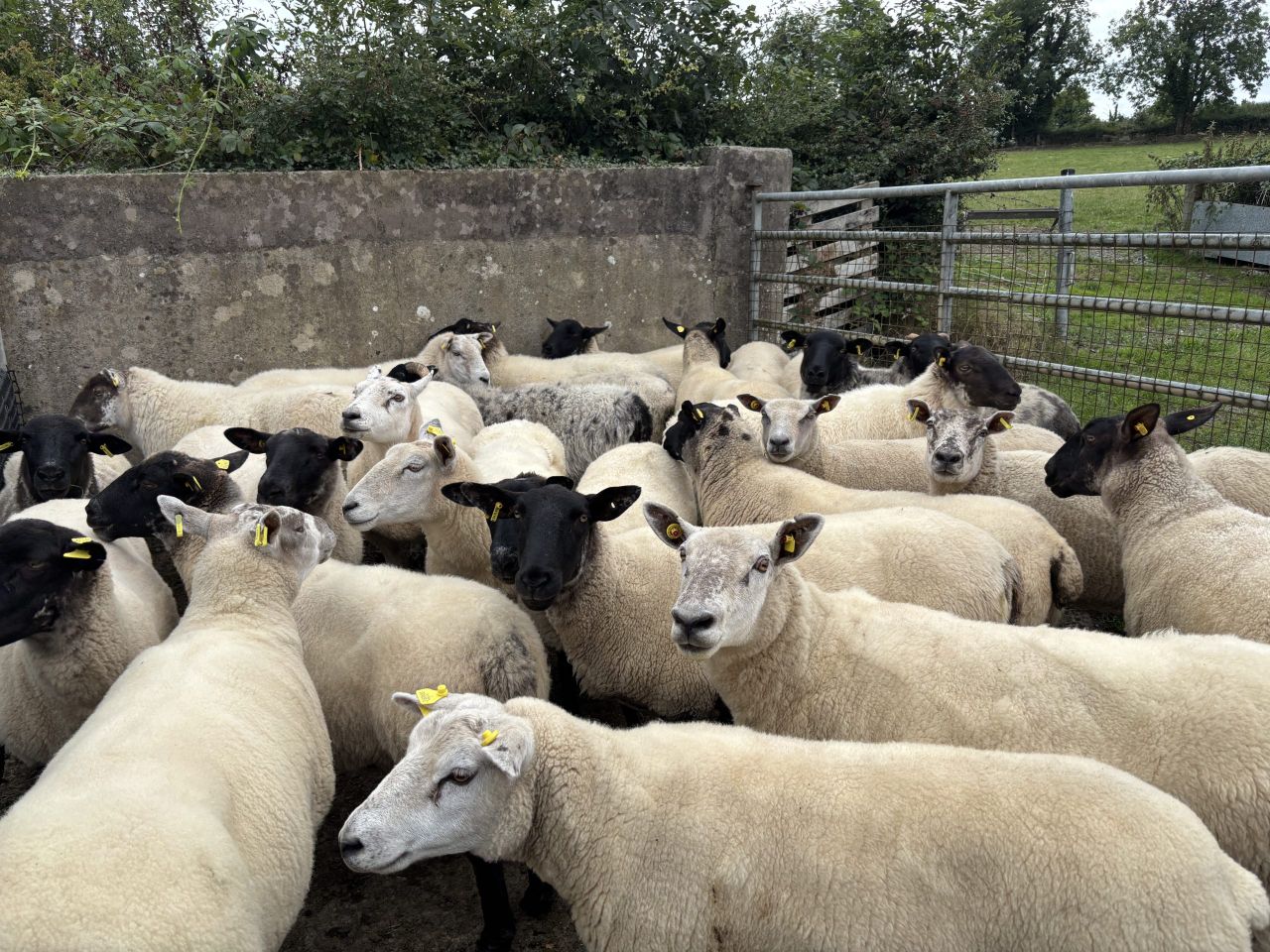 Sheep trade: More pressure on cull ewe and lamb prices this week