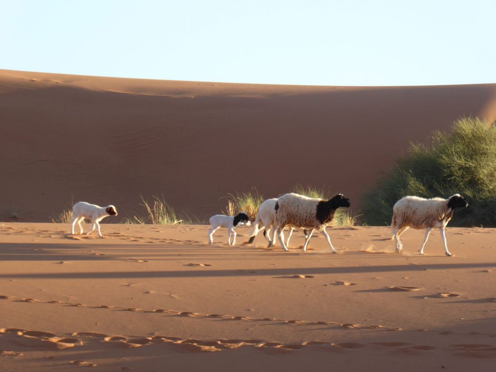 Sheep in arid landscape, Morocco. Image Source: J Peters
