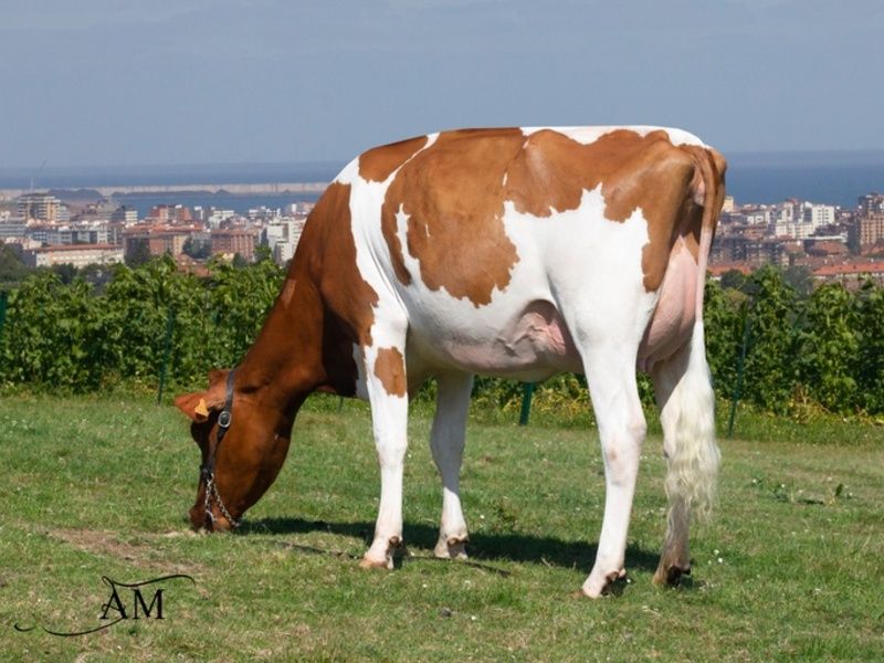 Marteye to host Cremona elite dairy sale in Italy