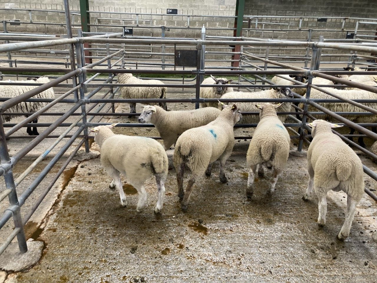 Spring lamb supplies increasing in Northern Ireland
