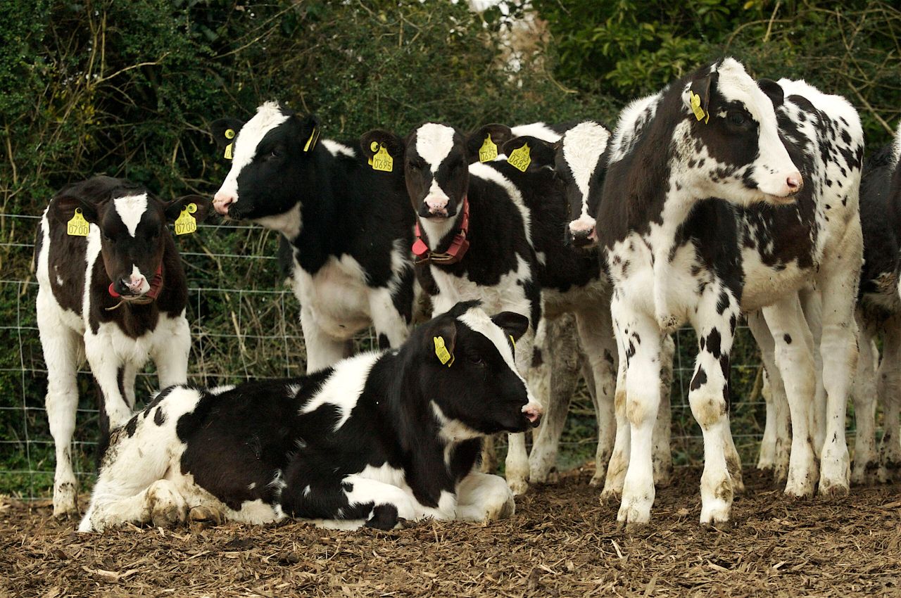 'Irish dairy calves are under fed and not achieving maximum growth potential'