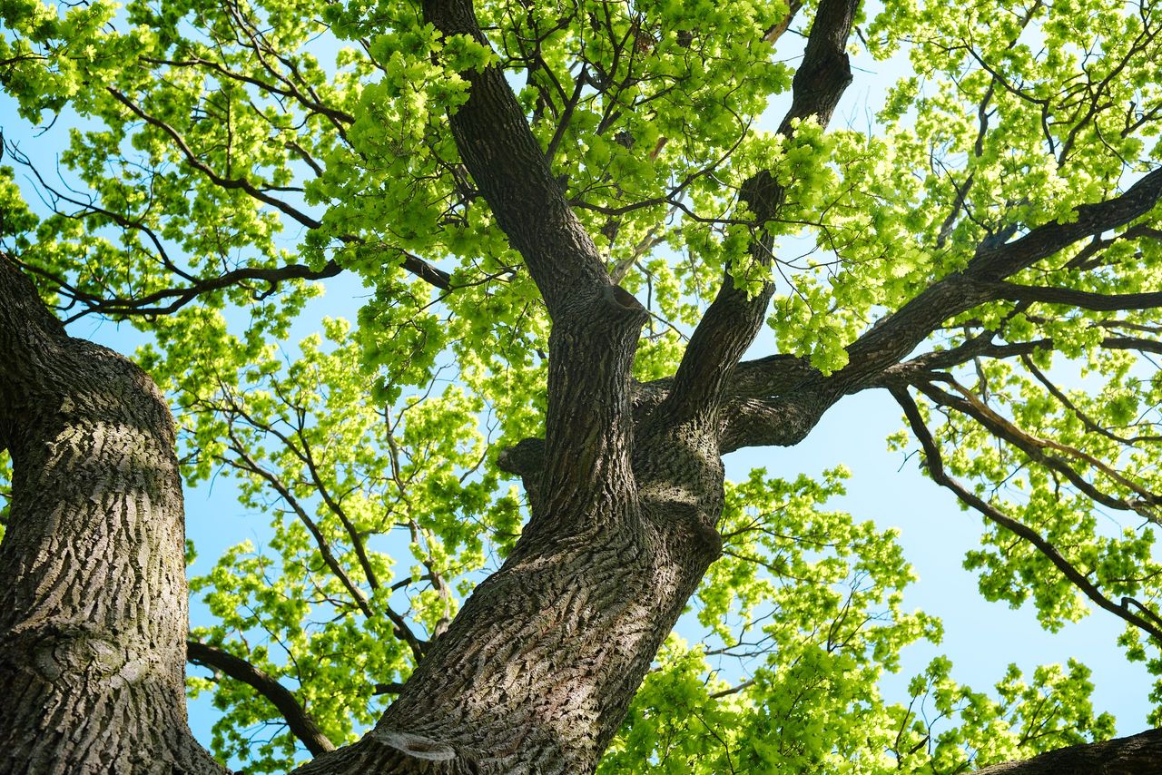 Coillte ordered to halt Tipperary felling amid oak tree concerns