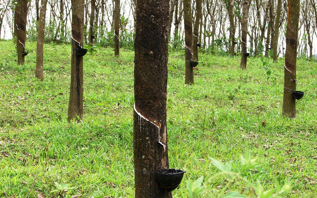 Tapping rubber trees in India (M. Arunprasad)