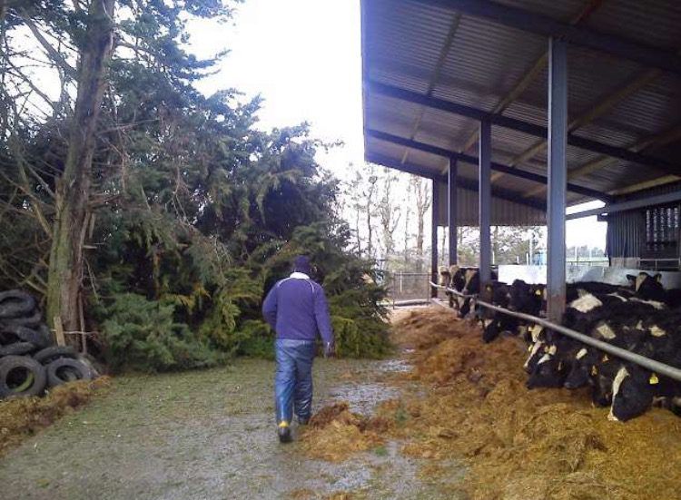 Pics: Orange weather warning issued as Storm Doris hits Irish farms