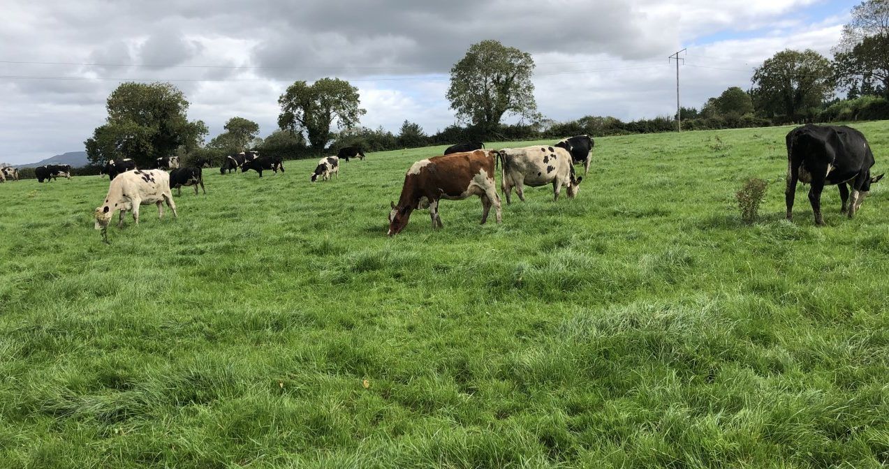 Agricultural input price index down 3% to August 2020