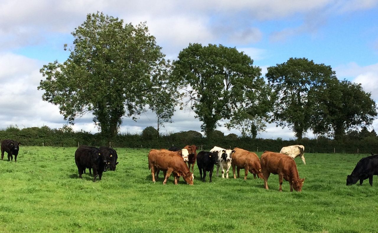 'Smashing farm': 80ac to suit dairy, equestrian or tillage in Co. Kildare