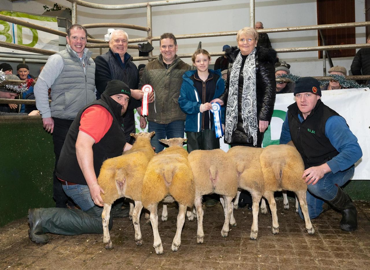 Raphoe Mart Christmas lamb show and sale sees prices top €285/head