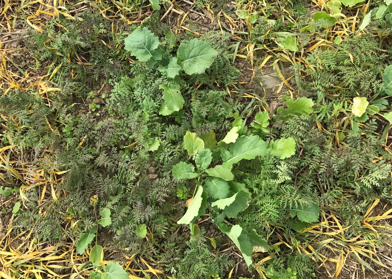 Cover crops: Why plant, when to plant, and what can you achieve?