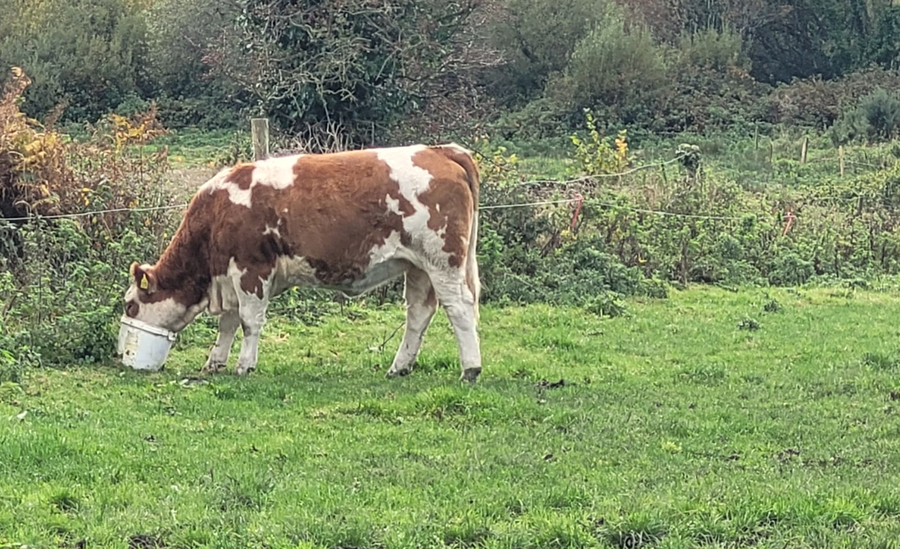 Tullow Mart set to host special sale of 50 Fleckvieh-sired heifers